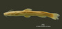 Chasmocranus longior FMNH 53208 holo lat